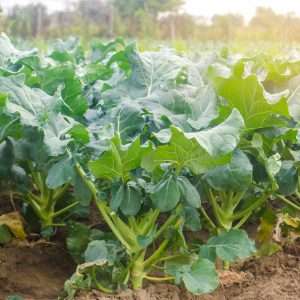 broccoli growing in the field. fresh organic vegetables farming.