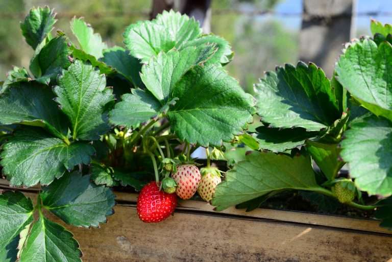 Fresh Sweet Strawberries fruits