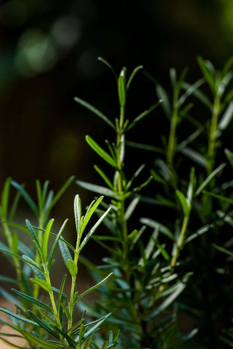 Growing Rosemary In Pots Indoors 43 fresh rosemary herb grown outdoor e1567360617449