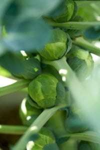 Growing Brussel Sprouts In Containers 68 brussels sprouts in a plant at orchard e1567285656891
