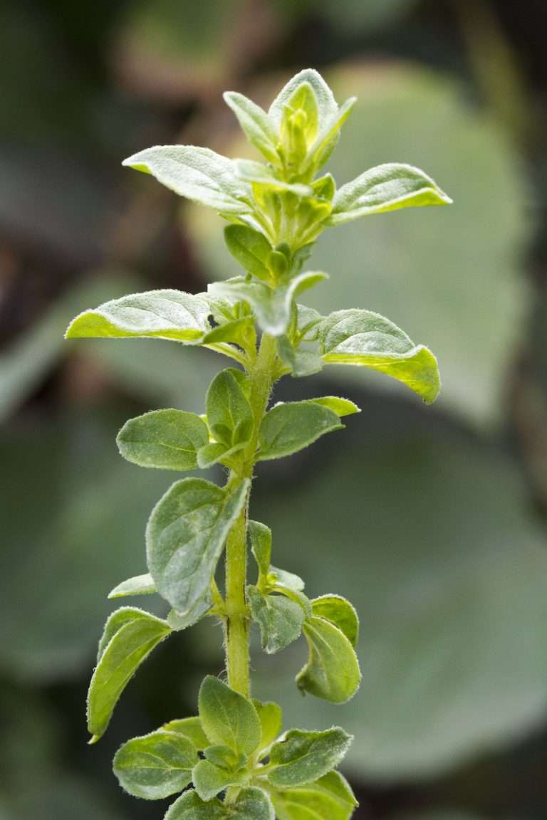 Growing Oregano Indoors From Seed 38 oregano origanum vulgare e1567359844167
