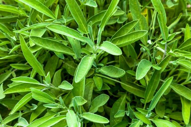 Sage Plants