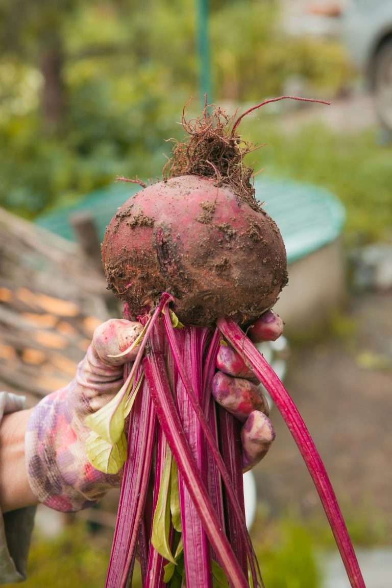 Large organic beetroot