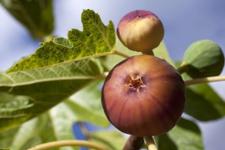 ripe figs e1567365396160