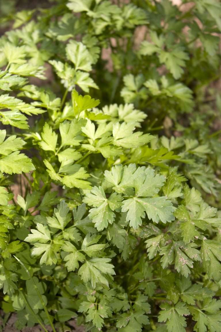 fresh parsley
