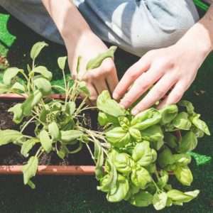 Basil planting in containers