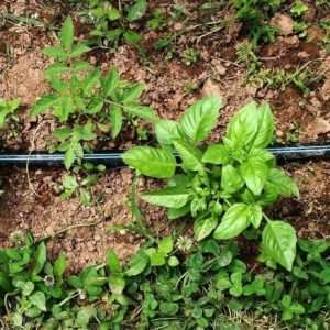 Basil watering