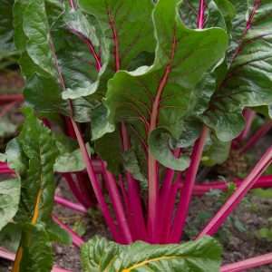 Beetroot Stems and leaves