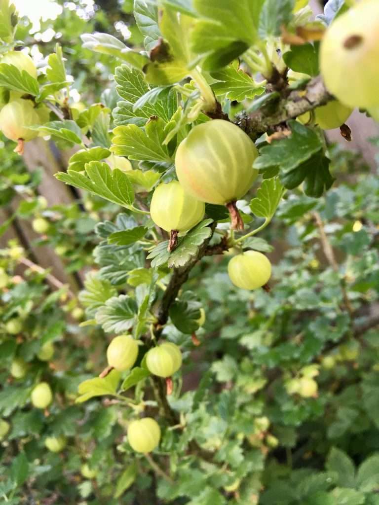 Ripe Gooseberry