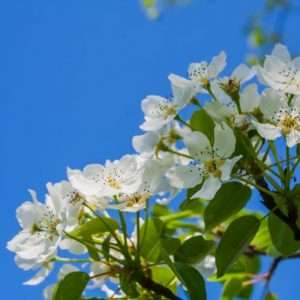 Blooming pear tree
