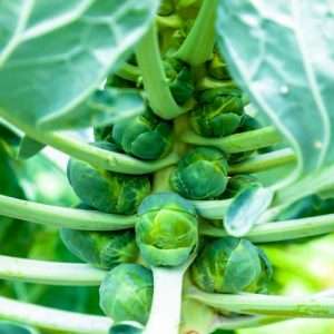 Brussels sprouts on plant