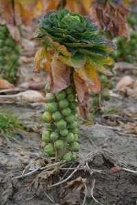Growing Brussel Sprouts In Containers 67 brussels sprouts plant e1567285613791
