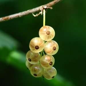Bunch of gooseberries