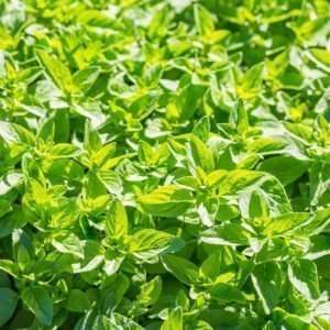 Growing Oregano Indoors From Seed 40 bunches of oregano plants e1567359931617