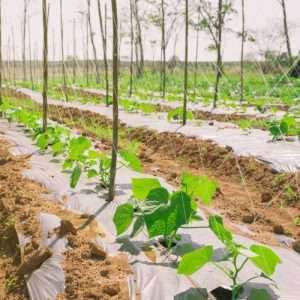 Cantaloupe melon plant