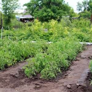 Easy Way to Grow Potatoes 52 growing potato plants e1567366007700
