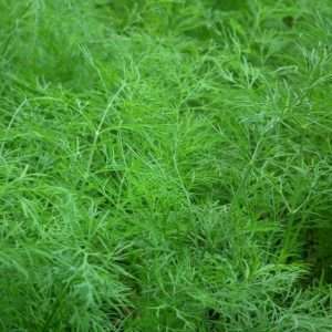 dill bush