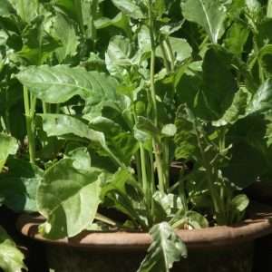 Fresh green spinach