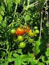 Seven steps to growing tomatoes