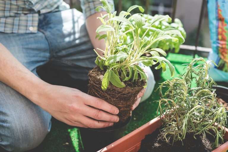 Planting sage