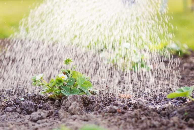 Watering strawberry seedling planted