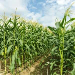 green corn field in rows