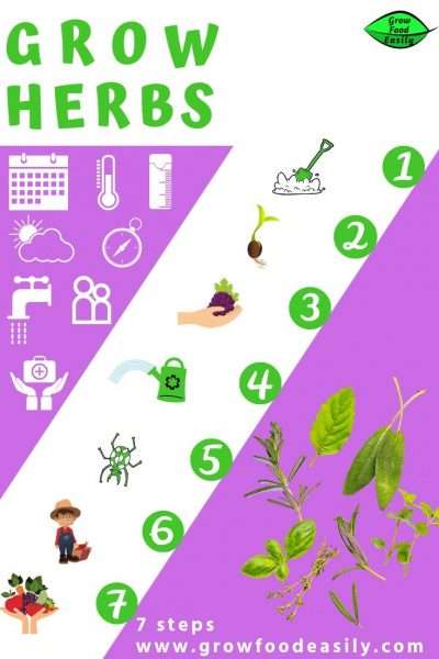 Grow herbs - 7 steps