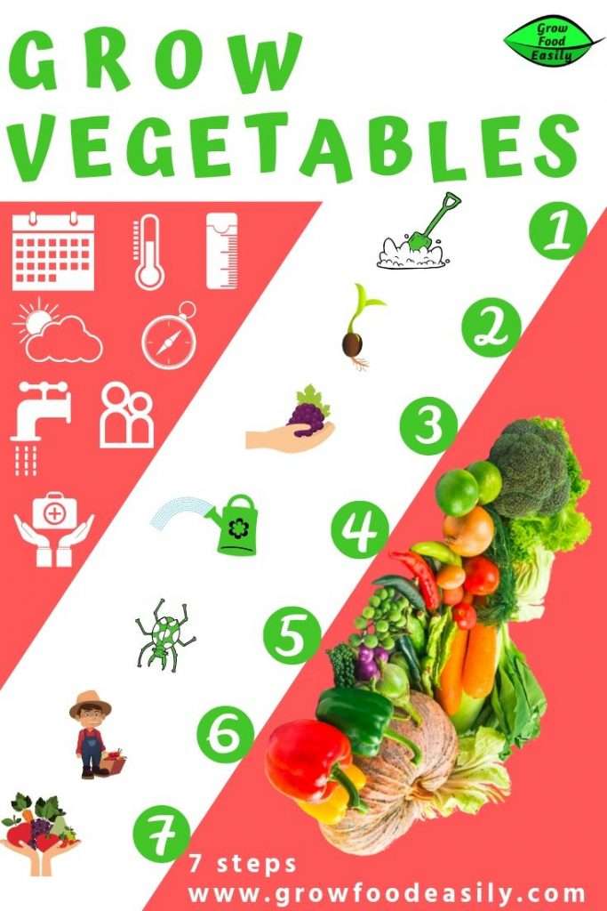 Growing Veg In a Small Garden 151 grow vegetables 7 steps e1567366068955