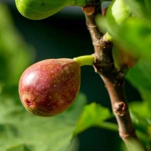 Growing Figs
