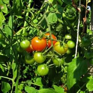 Growing healthy tomatoes