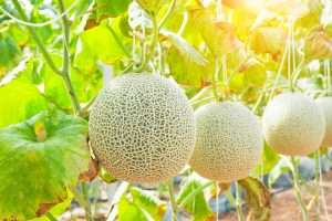 Growing melons