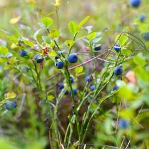 Grown blueberry bush