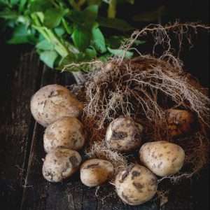 Easy Way to Grow Potatoes 35 grown potatoes e1567366052299