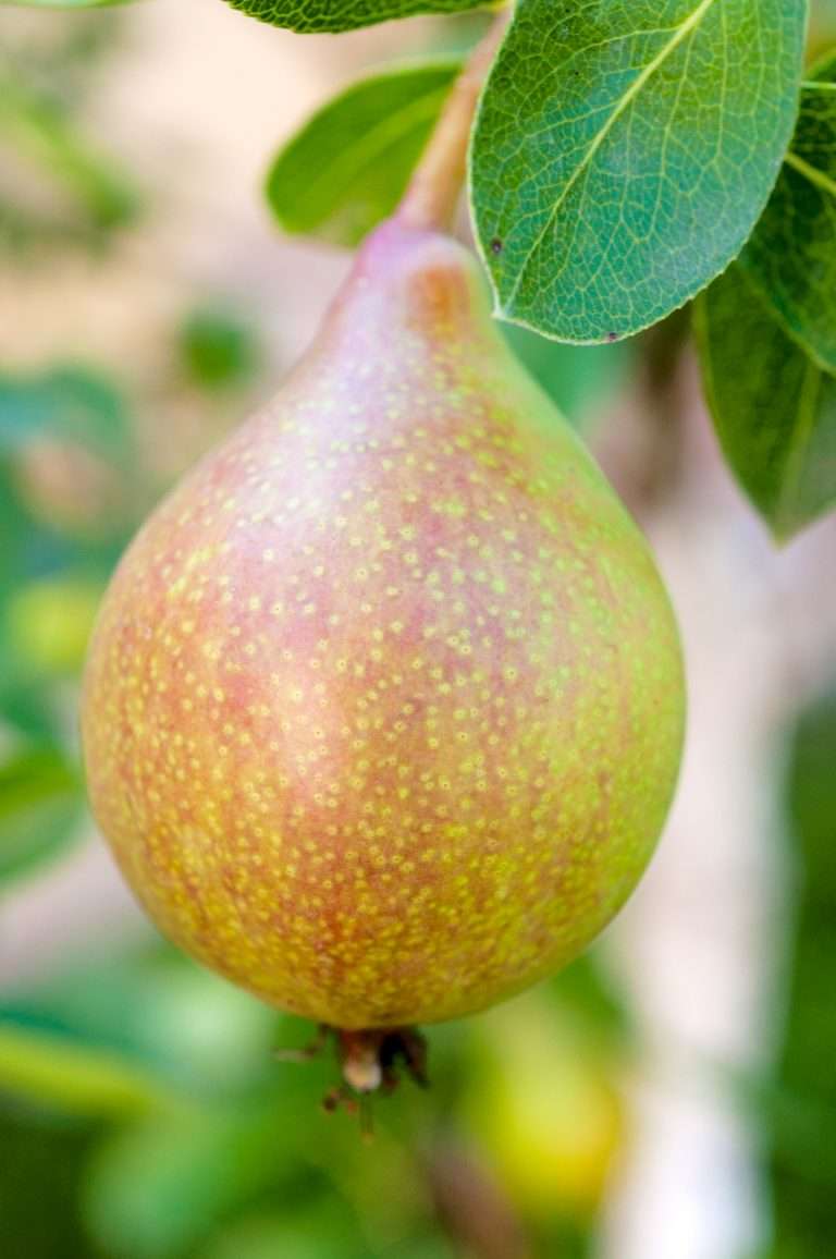 Red and Green Pear