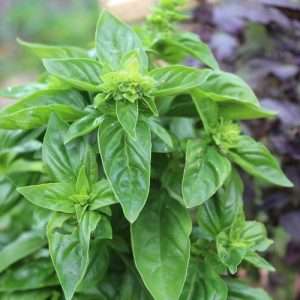 Large basil plant