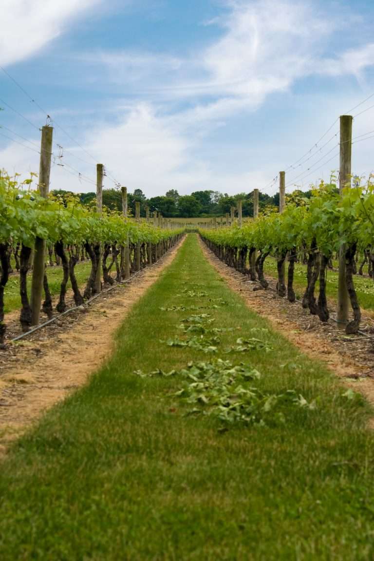 Grape Vineyard