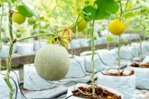 Melon farm greenhouse