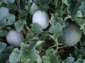 Melons in a bush