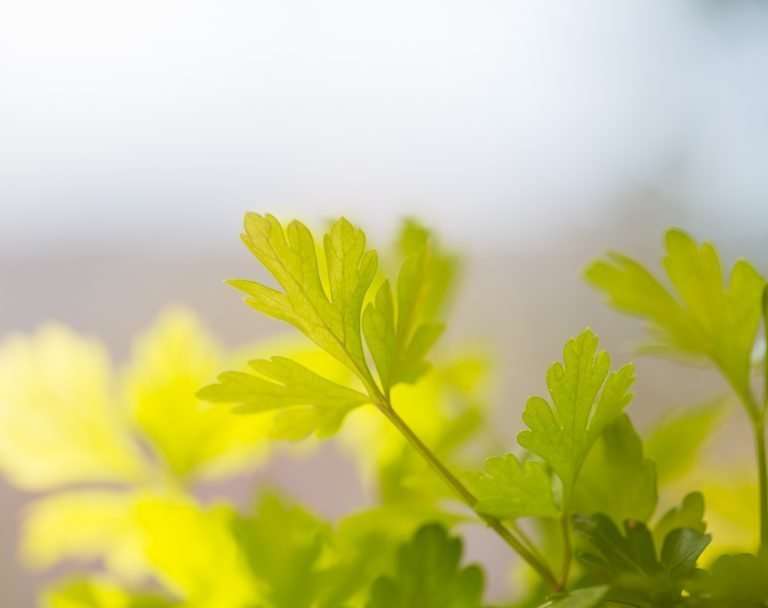 Parsley leaves