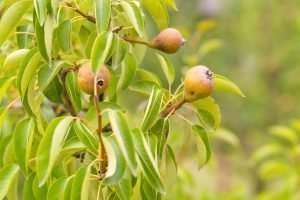 Young Pear Tree