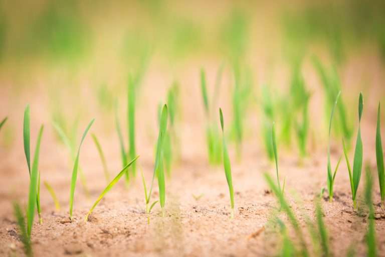 Field with sprouts of corn