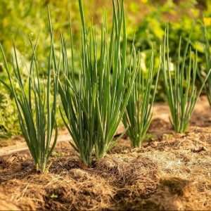 Onion row growth