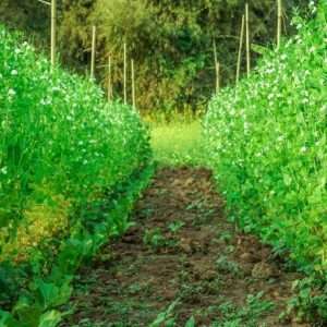 peas flower and peas plants