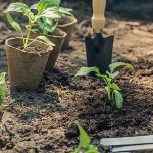 Pepper planting in ground