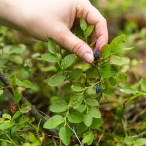 Picking blueberries