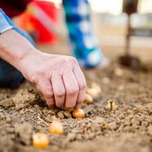 Planting onions