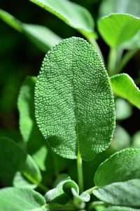 sage leaf
