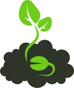 seed plant growth