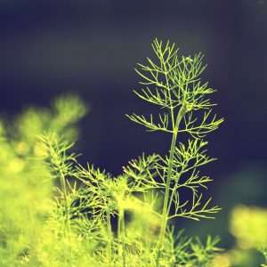 Dill side view