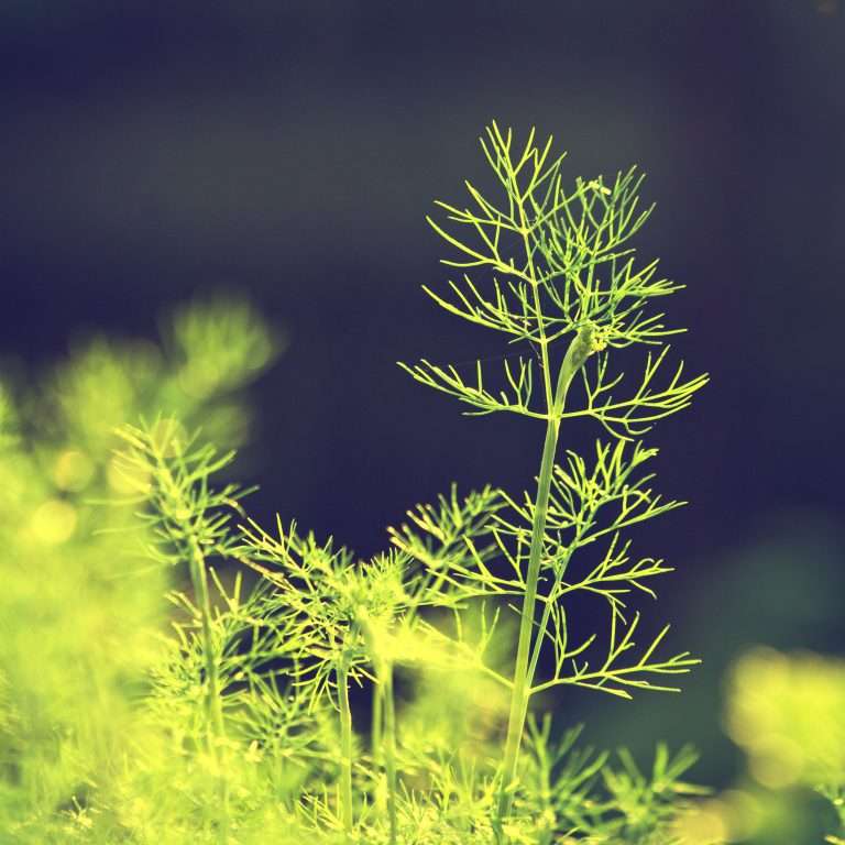dill side view e1567360911841